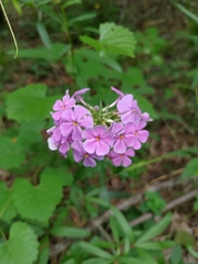 Phlox carolina