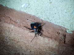 Taedia