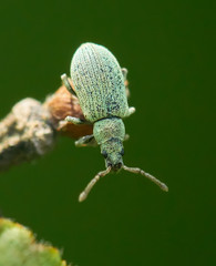 Phyllobius virideaeris