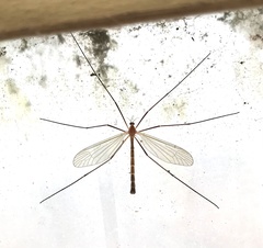 Tricyphona