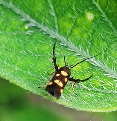 Eretmocera impactella