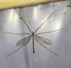 Tricyphona