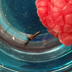 Nudobius lentus