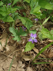 Viola subsinuata