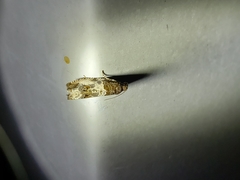 Notocelia rosaecolana