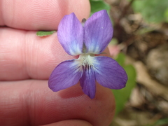 Viola subsinuata
