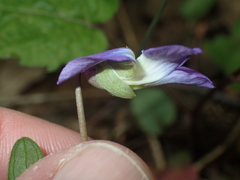 Viola subsinuata