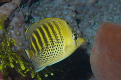Chaetodon punctatofasciatus