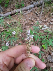 Orbexilum pedunculatum