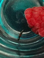 Nudobius lentus