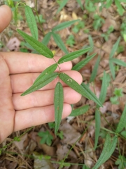 Orbexilum pedunculatum