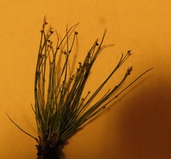 Isolepis setacea