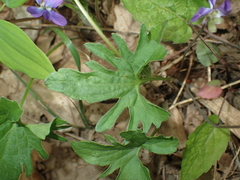 Viola subsinuata