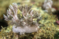 Marionia arborescens