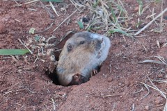 Thomomys