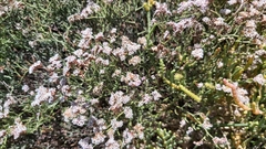 Limonium tuberculatum image