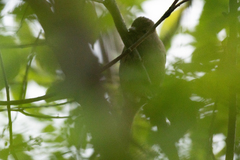 Carpodacus