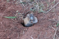 Thomomys