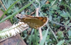 Ampittia dioscorides