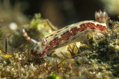 Hypselodoris decorata