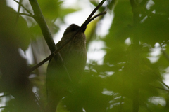 Carpodacus