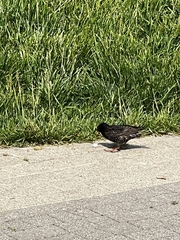 Sturnus vulgaris