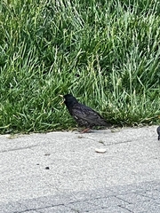 Sturnus vulgaris