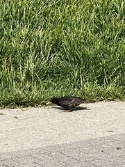 Sturnus vulgaris