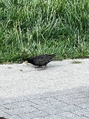 Sturnus vulgaris