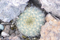 Frailea pygmaea