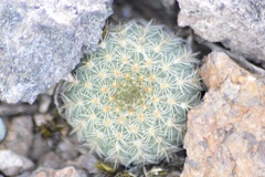 Frailea pygmaea