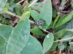 Alcidodes siamodelta