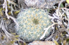 Frailea pygmaea