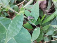 Alcidodes siamodelta