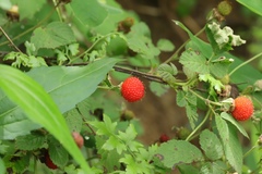 Rubus hirsutus