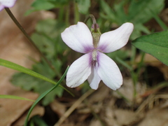Viola subsinuata