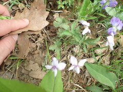 Viola subsinuata