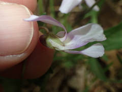Viola subsinuata
