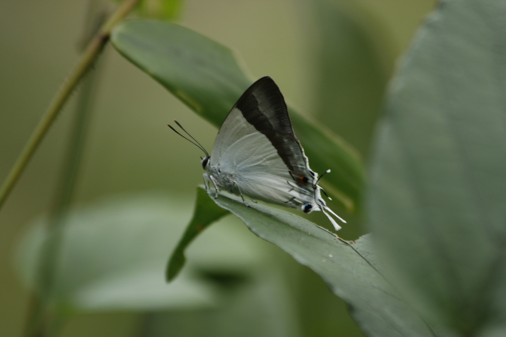 Banded Royal