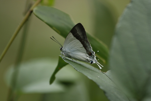 Banded Royal