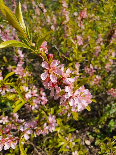 Prunus tenella
