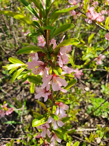 Prunus tenella