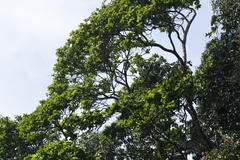 Elaeocarpus tuberculatus