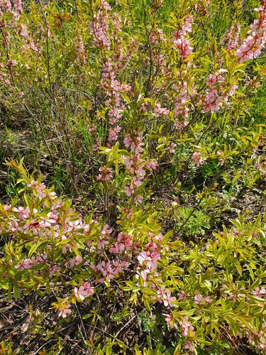 Prunus tenella