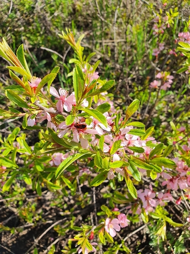 Prunus tenella