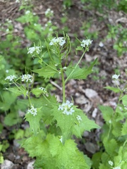 Alliaria petiolata