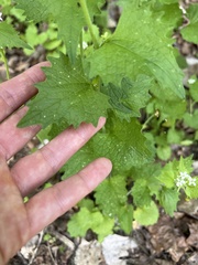 Alliaria petiolata
