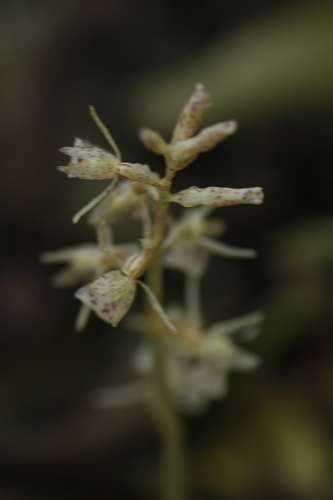 Image of Epipogium roseum by (c) madhavan a.p, some rights reserved (CC BY)