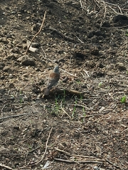 Turdus pilaris
