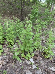 Alliaria petiolata